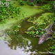 Illustration for article titled Sunday Crocodilian - Crocodylus siamensis Edition